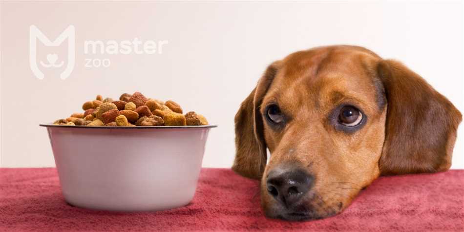 Почему важно правильно питать больную собаку?