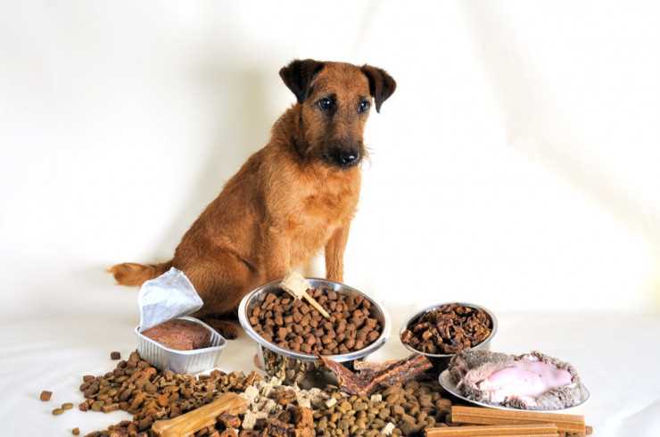 Как накормить собаку если она отказывается от еды при болезни?