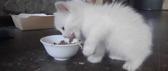 Как научить котенка пить молоко из блюдца без помощи