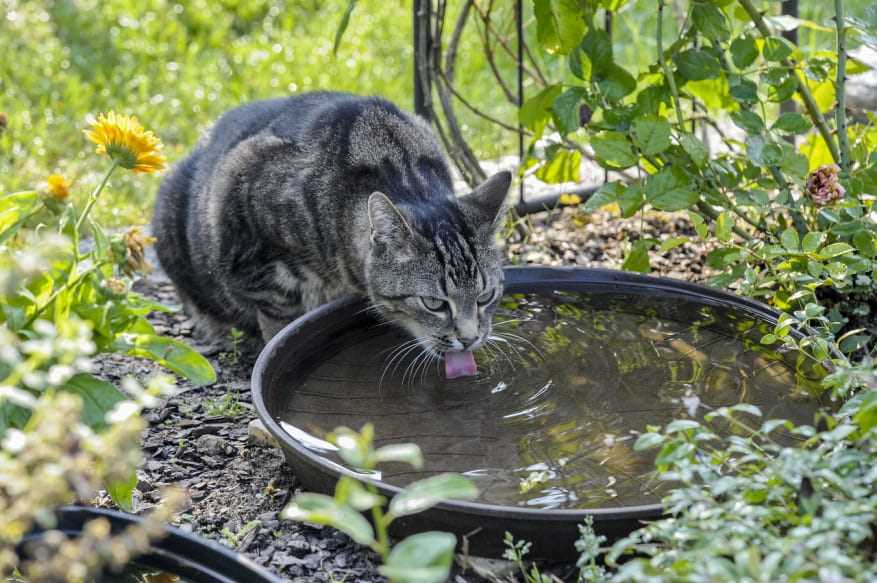 Как научить котенка лакать?