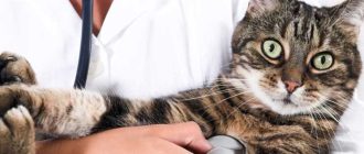 Блошиная аллергия у кошек: симптомы и лечение