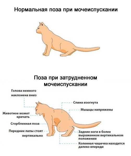 Изменение пищевого поведения