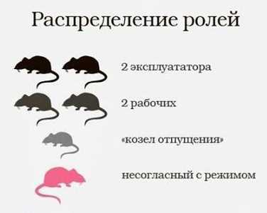 Почему иерархия важна для крыс?