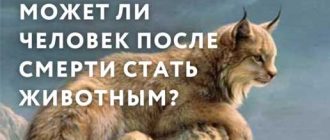 Что происходит со смертью? Как называется процесс, когда человек становится животным?