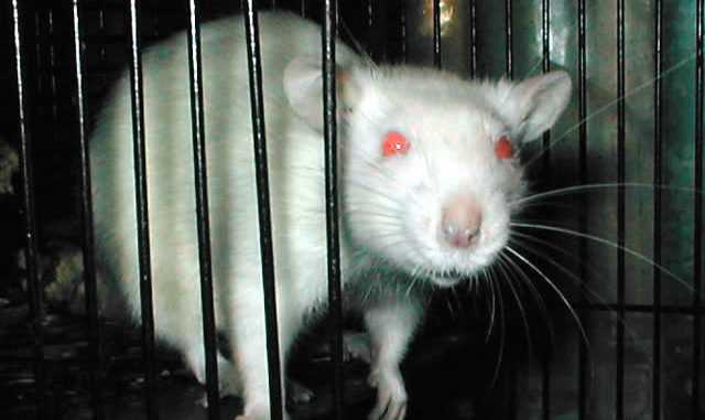 Как называется порода белых крыс с красными глазами?