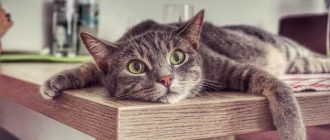 Как отучить кошку прыгать на стол на кухне: эффективные способы