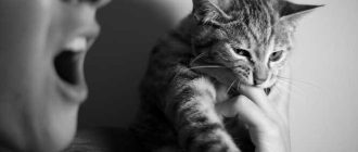 Как отучить кота царапать при ласке: советы и рекомендации