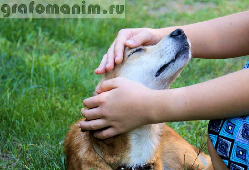 Махание хвостом в узком круге