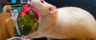 Как защитить свой дом от крыс: советы и рекомендации
