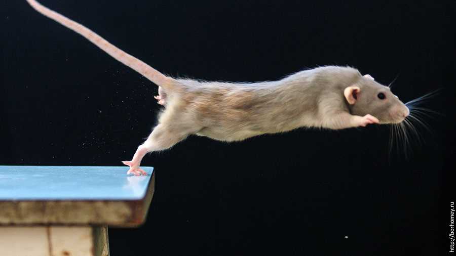 Раздел 1: Как крысы используют задние ноги для прыжков