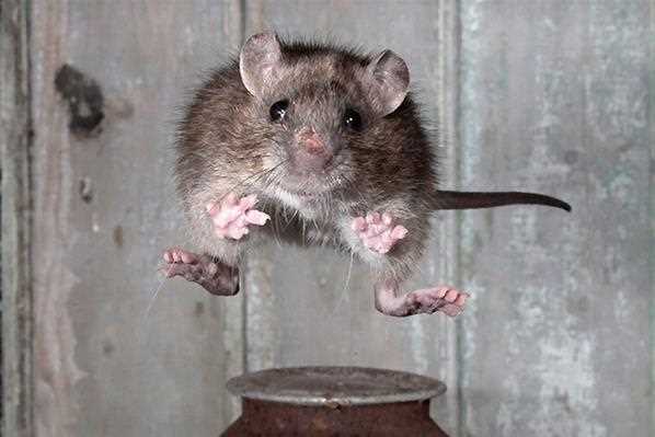 Раздел 2: Как крысы используют передние ноги для прыгков