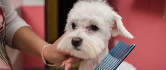 Приучаем собаку к вычесыванию шерсти: основные принципы и полезные советы
