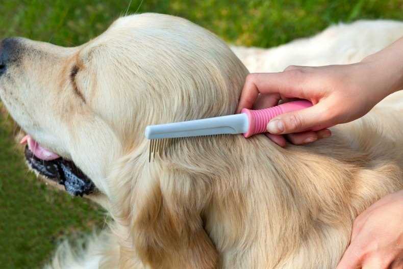 Как начать приучать собаку к вычесыванию шерсти?