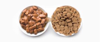 Как правильно смешать сухой и влажный корм для собаки: советы и рекомендации