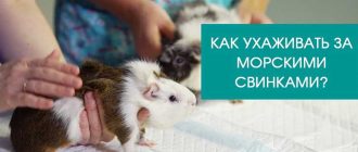 Уход за шерстью морской свинки: советы и рекомендации