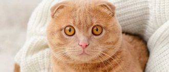 Как выглядят и ведут себя шотландские вислоухие кошки: особенности и характеристики