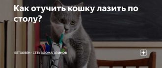 Как запретить кошке лазить на стол: эффективные способы