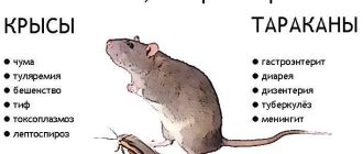 Как заводятся крысы: основные способы и превентивные меры