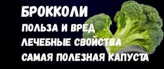 Какая часть брокколи самая полезная?