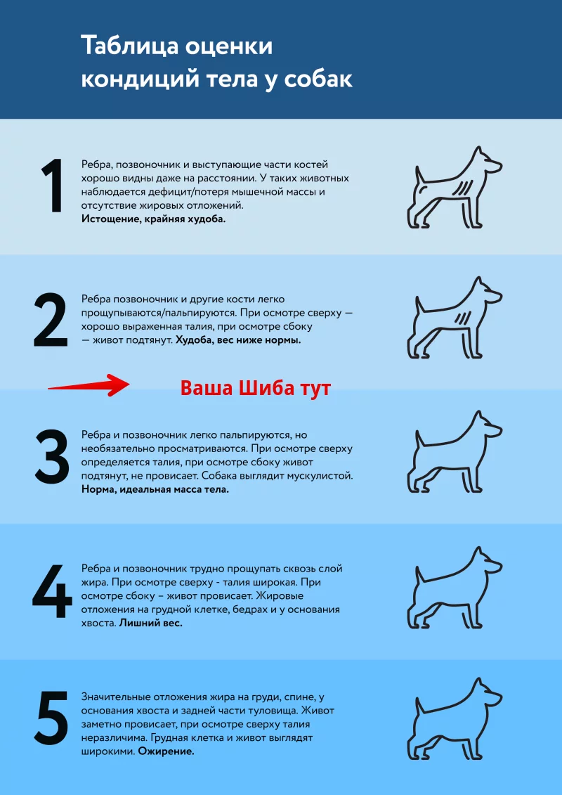 Какая должна быть порция еды у собаки в 3 месяца сухого корма?