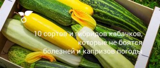 Какие бывают кабачки? Разновидности кабачков и их особенности