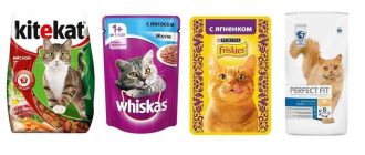 Разнообразие видов кошачьего корма: что выбрать?