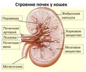 Лечение хронической почечной недостаточности у кошек