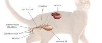 Болезни мочеполовой системы у кошек: виды, симптомы и лечение