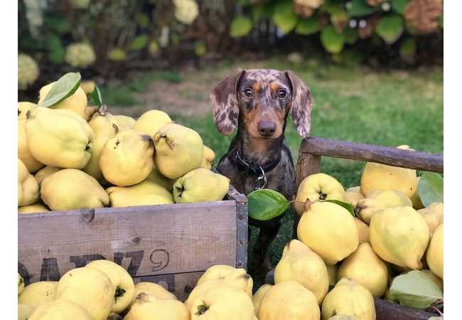 Какие фрукты можно давать собакам мелких пород
