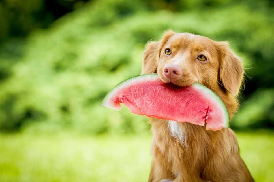 Раздел 3: Список безопасных фруктов для собак