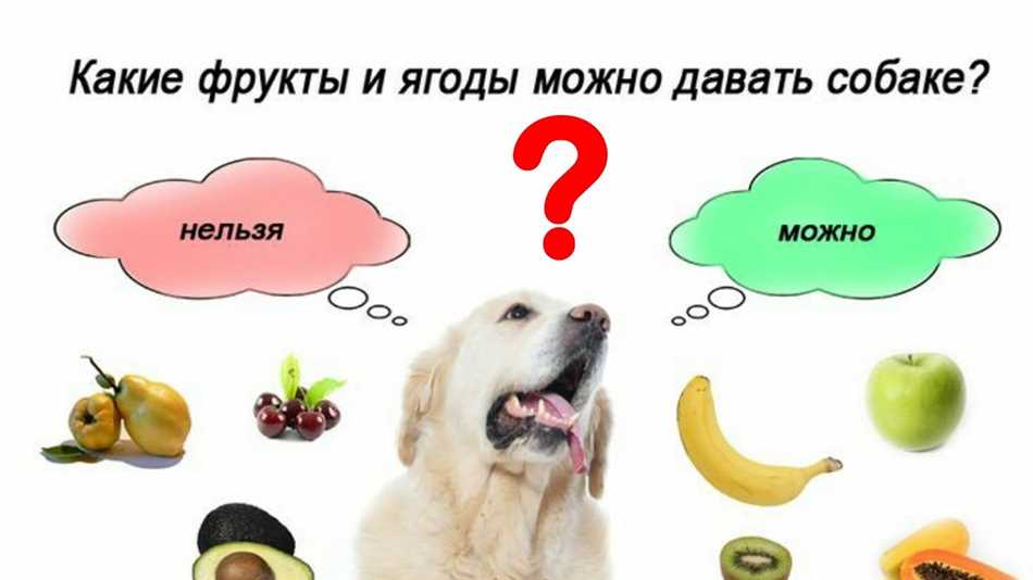 Какие фрукты можно собакам мелких пород?