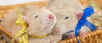 Лучшие имена для крысы дамбо: поиск названия для вашего питомца