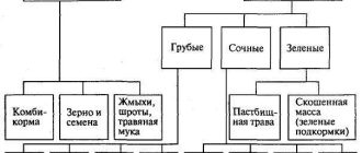 Корма для животных: виды, разделение на объемистые и концентрированные