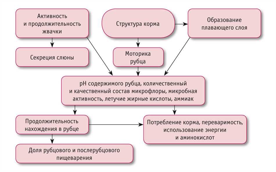 Что такое концкорма?