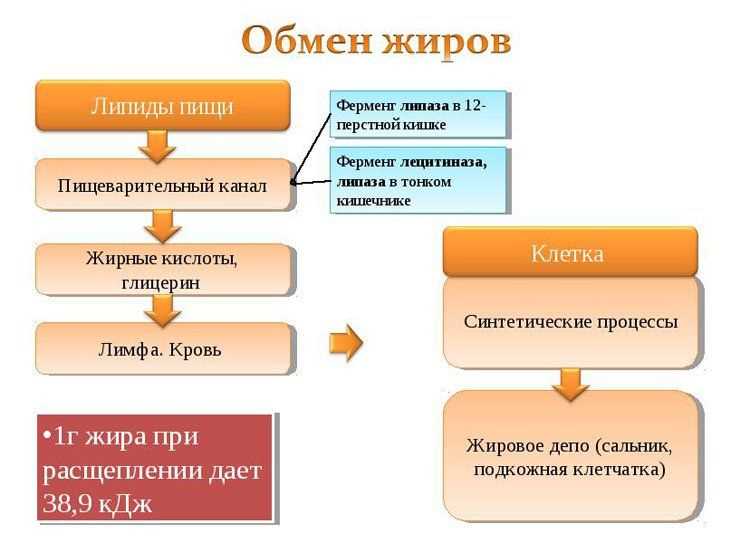 Корма на основе животных субпродуктов