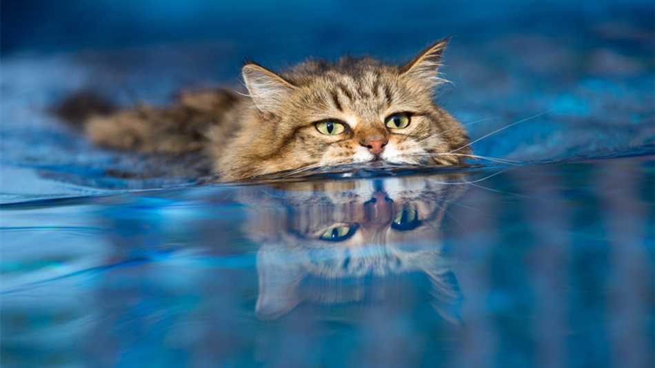 Советы по купанию кошек