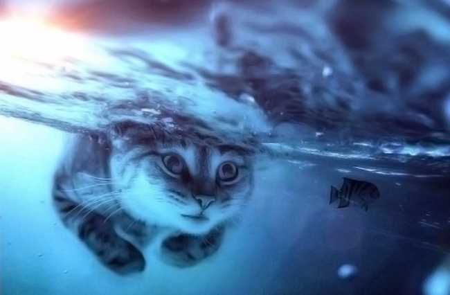 Какие кошки любят воду и плавать?