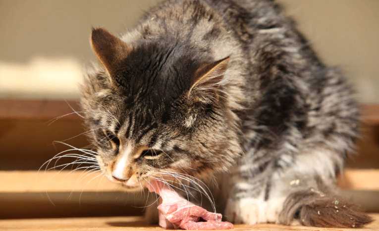 Опасные кости для котов: что нельзя давать?