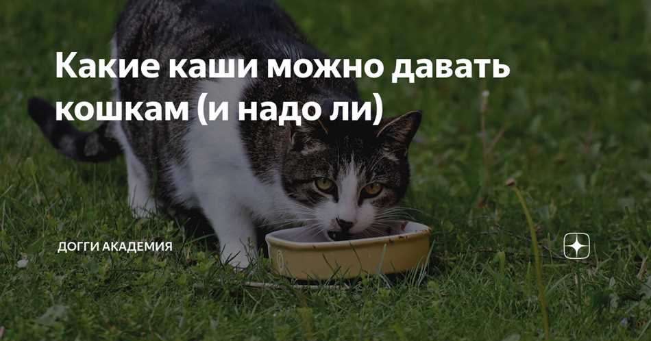 Значение круп в рационе кошки