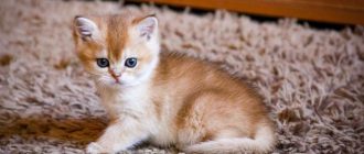 Какие крупы можно давать котятам в 2 месяца: список и полезные советы