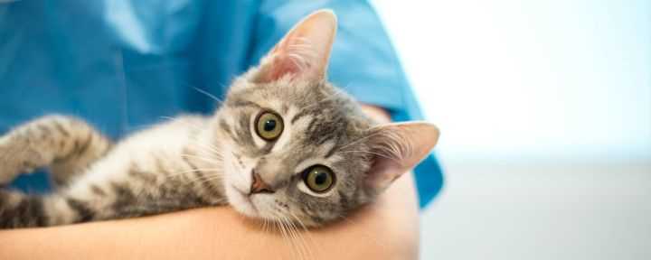 Причины возникновения мочекаменной болезни у котов