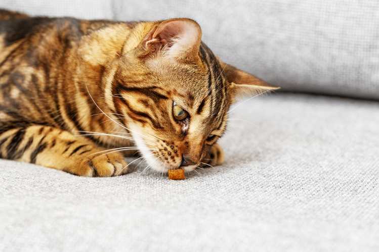 Что запрещено кормить кота при мочекаменной болезни