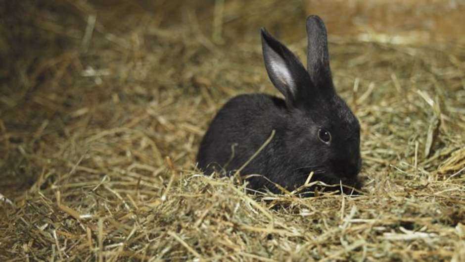 Антиоксиданты и их влияние на здоровье кроликов