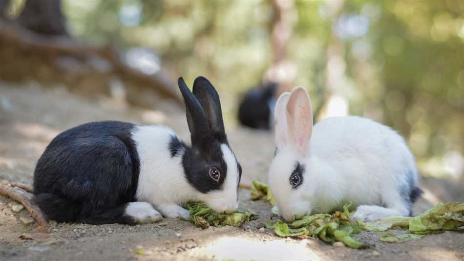 Какие можно кроликам есть деревья чем они помогают?