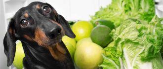 Овощи и фрукты для собак: что можно давать и чего следует избегать