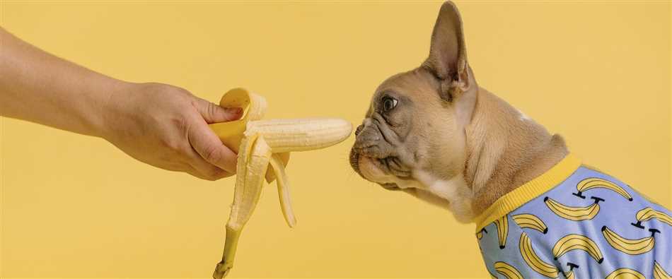 Преимущества овощей в рационе собаки