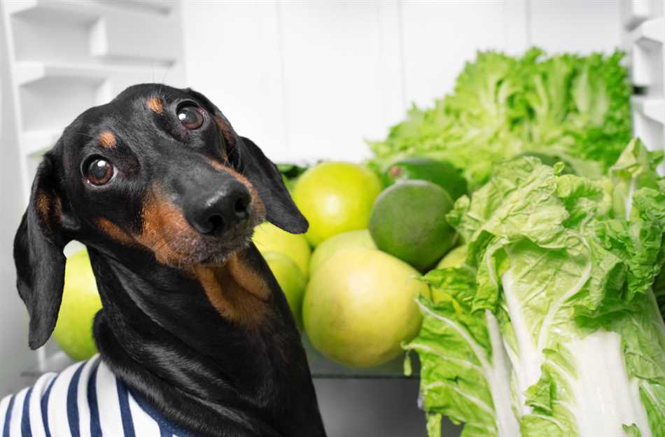 Какие овощи и фрукты можно давать собакам?