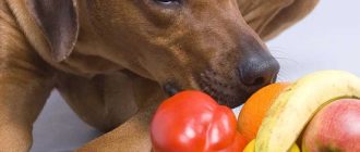 Какие овощи лучше давать собаке – отварные или сырые?