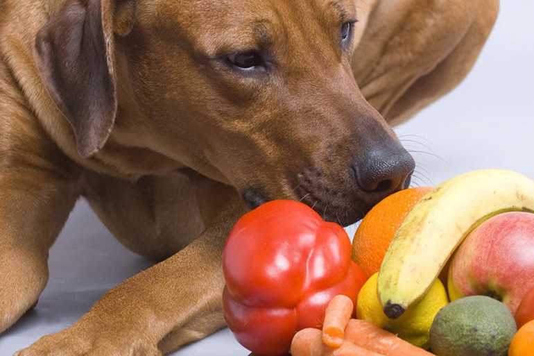 Какие овощи лучше давать собаке отварные или сырые?