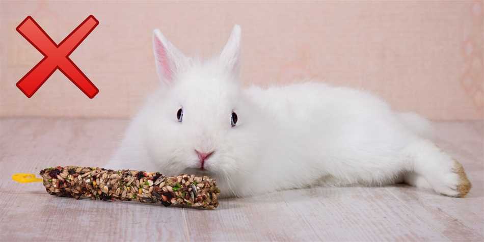 Огурцы: идеальная закуска для декоративных кроликов